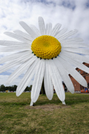 Turku, Finland Stock Photography. A Giant Daisy, Forum Marinum, Turku, Finland.